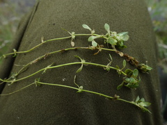 Callitriche obtusangula