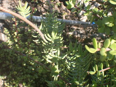 Crassula tetragona
