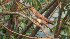 Cuculus canorus