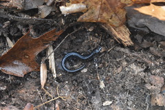 Plethodon glutinosus