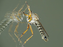 Neomochtherus pallipes