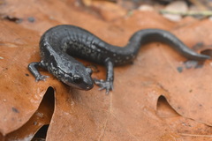 Plethodon glutinosus