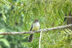 Myiarchus cephalotes