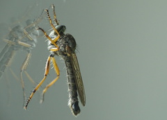 Neomochtherus pallipes