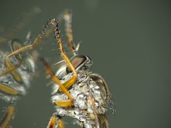 Neomochtherus pallipes