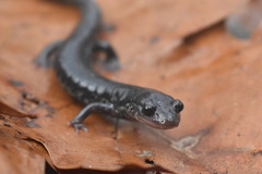 Plethodon glutinosus