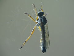 Neomochtherus pallipes