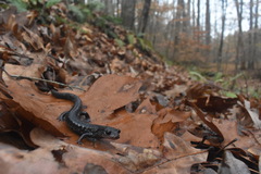 Plethodon glutinosus
