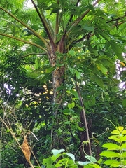 Cyathea arborea