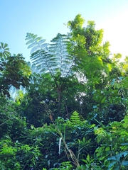 Cyathea arborea
