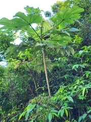 Cecropia schreberiana