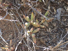 Crassula mollis