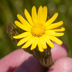 Ursinia quinquepartita