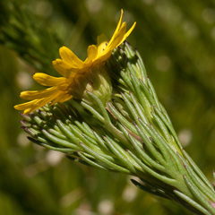 Ursinia quinquepartita