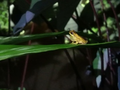 Dendropsophus ebraccatus