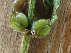 Callitriche obtusangula