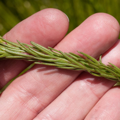 Ursinia quinquepartita