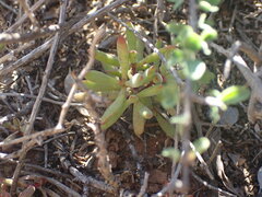 Crassula mollis