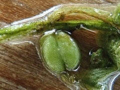 Callitriche obtusangula