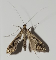 Lineodes