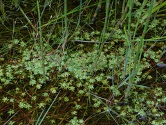 Callitriche obtusangula