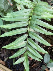 Acrostichum danaeifolium