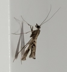Lineodes