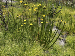 Ursinia quinquepartita