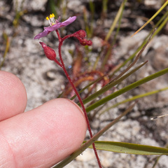 Drosera admirabilis