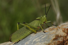 Phymateus viridipes