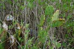 Opuntia stricta