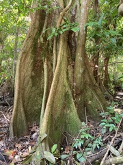 Pterocarpus officinalis