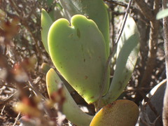 Adromischus sphenophyllus