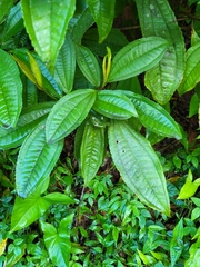 Miconia prasina