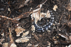 Ambystoma opacum