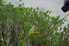 Opuntia stricta