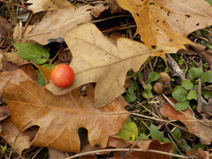 Atrusca quercuscentricola