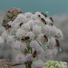 Eristalis similis