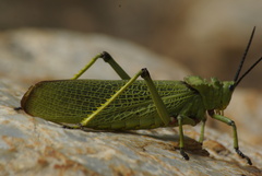 Phymateus viridipes