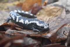 Ambystoma opacum