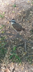 Pitangus sulphuratus