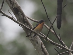 Ficedula mugimaki