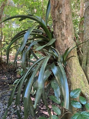 Billbergia pyramidalis