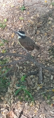 Pitangus sulphuratus