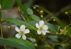 Rubus fraxinifolius