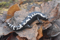 Ambystoma opacum