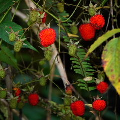 Rubus fraxinifolius
