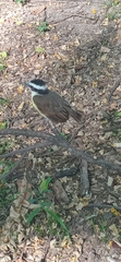 Pitangus sulphuratus