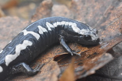 Ambystoma opacum