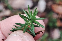Petrosedum rupestre
